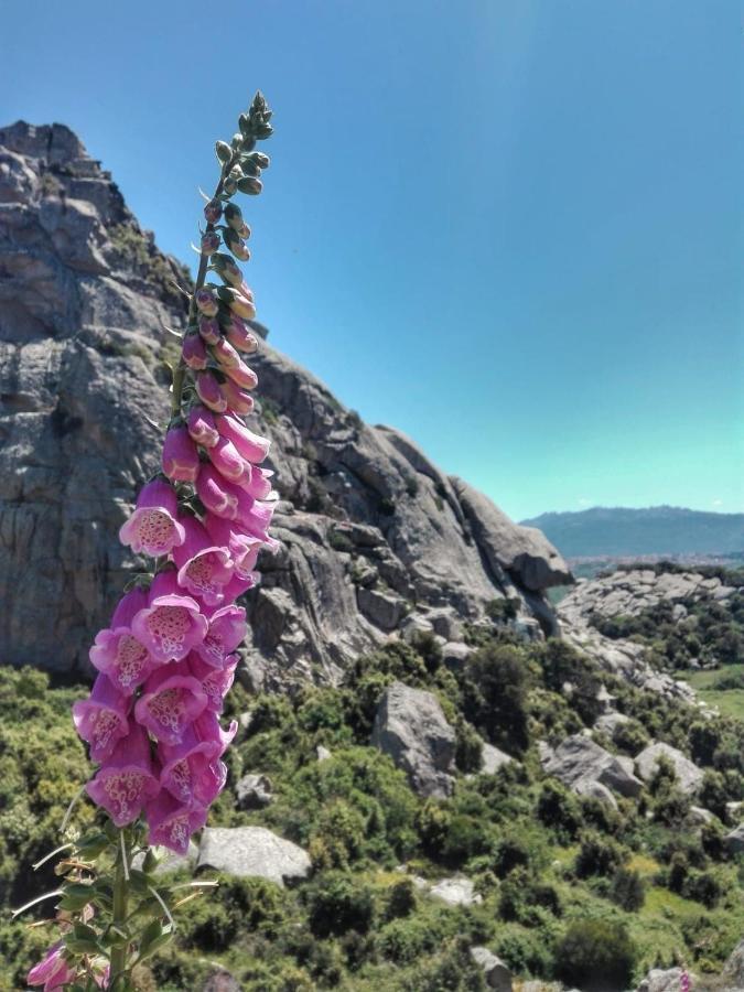 Agriturismo La Vigna Темпио Паузания Екстериор снимка